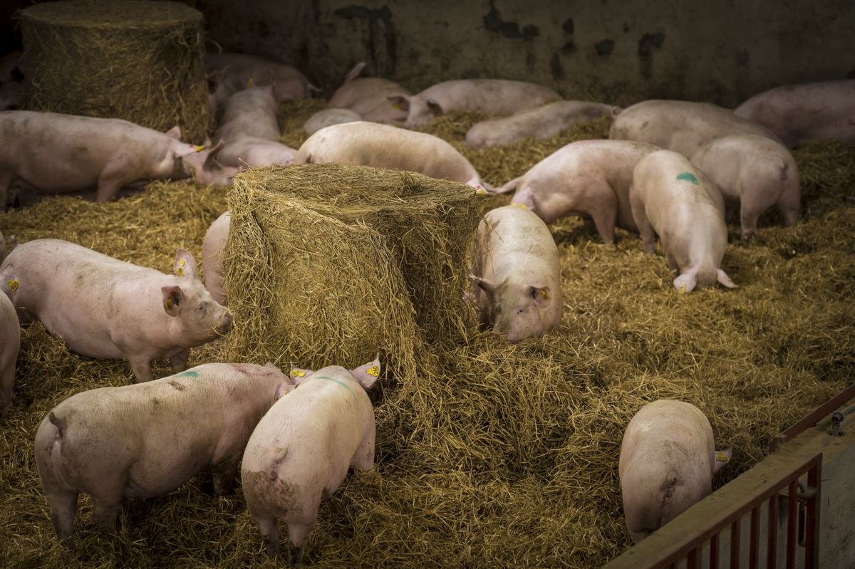 Pigs in a straw-bedded pen with a straw bale