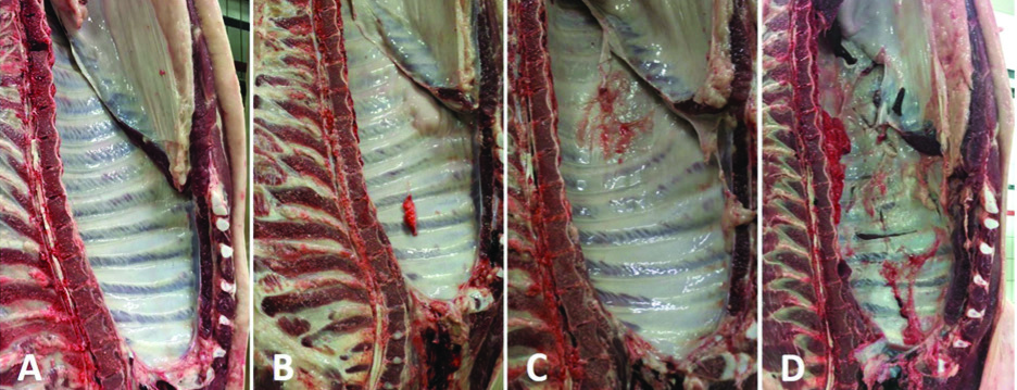 Four photographs of pig chest cavities on the processing line, showing pleurisy scores A (clean), B (mild), C (moderate) and D (severe).